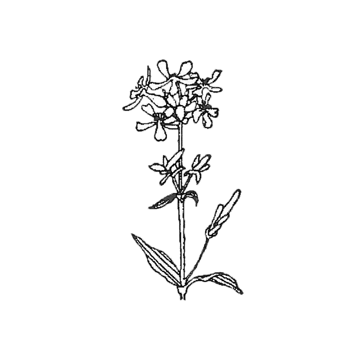 Kuivattua Rohtosuopayrttiä pyykinpesuun 15g - Louhen Luoma