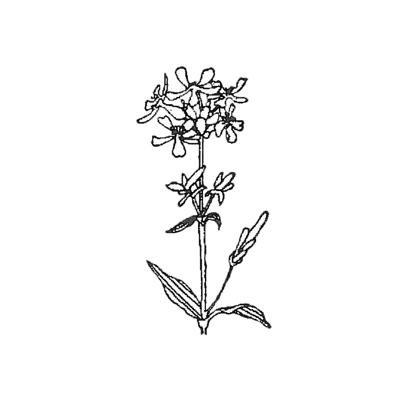 Kuivattua Rohtosuopayrttiä pyykinpesuun 15g - Louhen Luoma